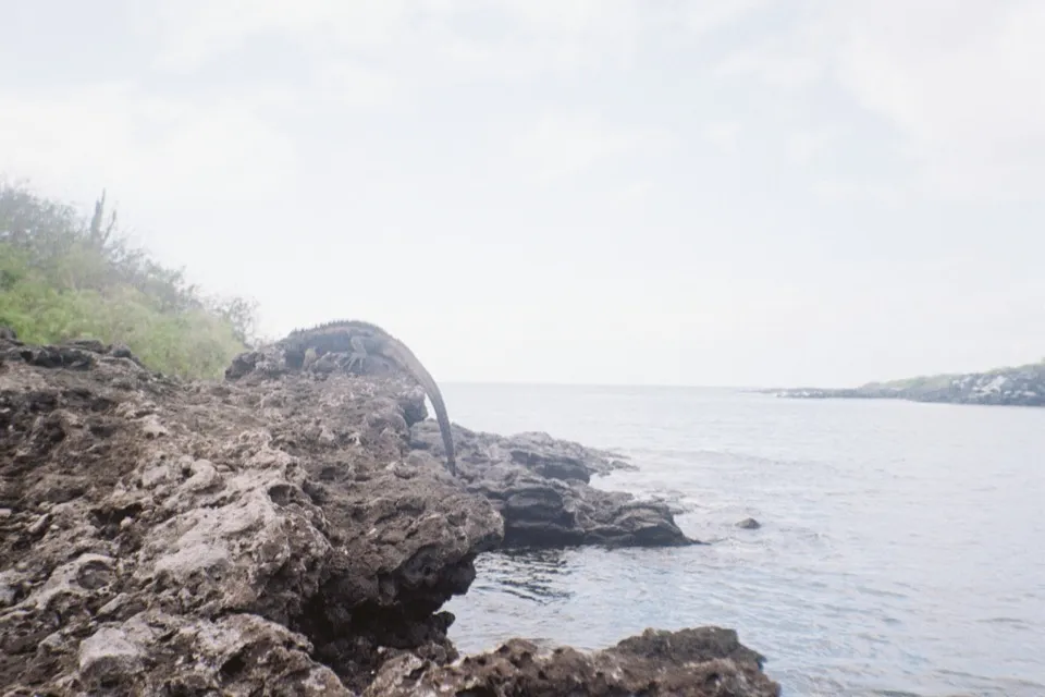 A marine iguana on black lava rocks at the edge of the sea