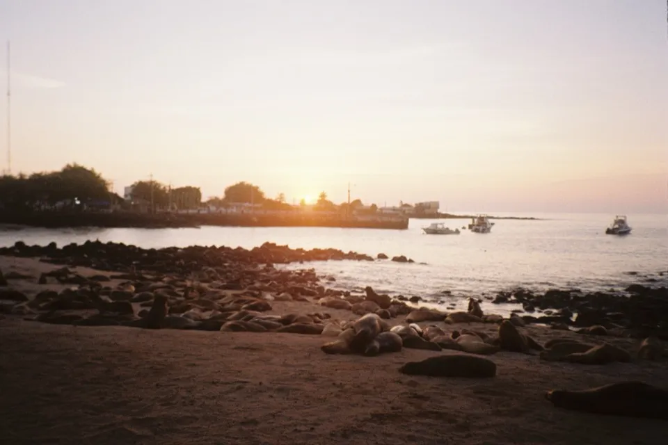 Sea lions sprawled across the beach at Puerto Baquerizo Moreno at sunset